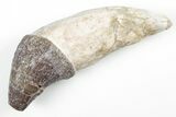 Fossil Primitive Whale (Pappocetus) Tooth - Morocco #215114-1